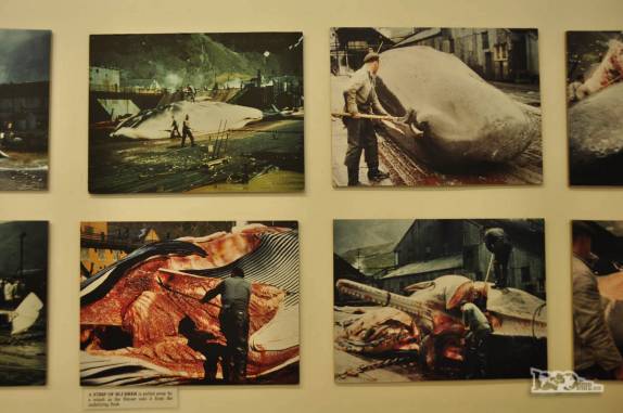 Fotos da antiga estação baleeira de Grytviken ainda em funcionamento, na década de 50, na Geórgia do Sul